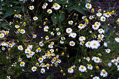L1100015.jpg