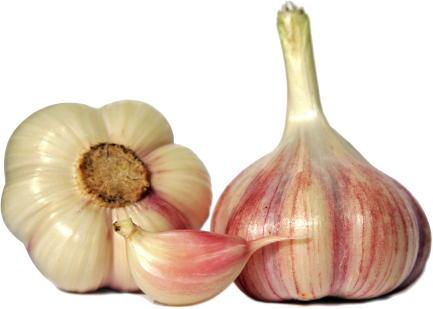 garlic