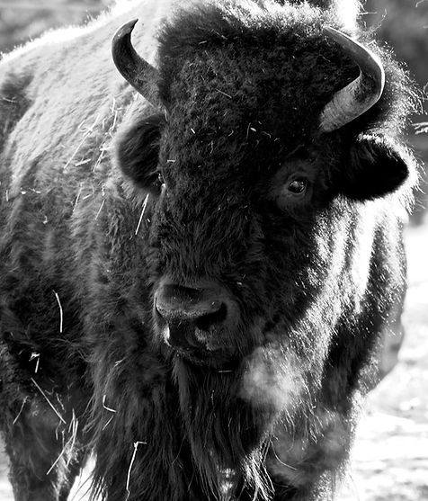 American Bison