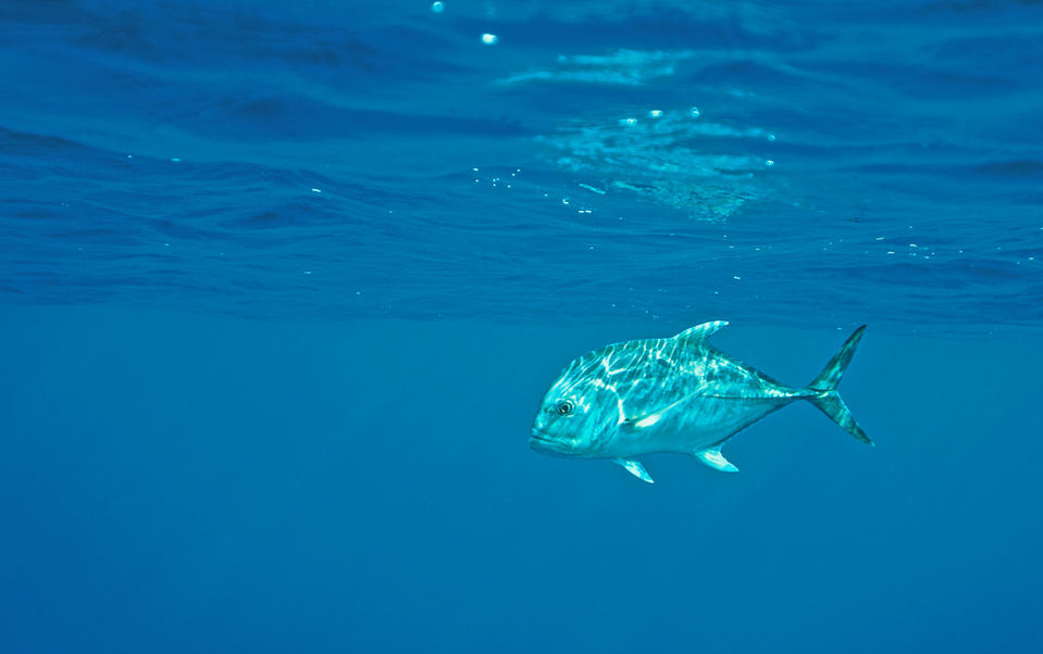 Amirantes Seychelles Fishing Charters