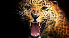 African safari holidays