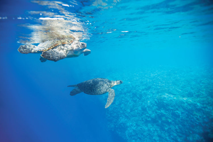 Amirantes Seychelles Fishing Charters