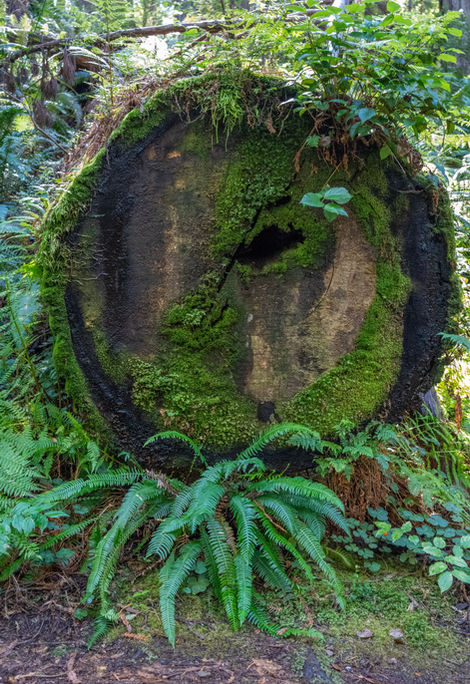 Cross Section Redwood image