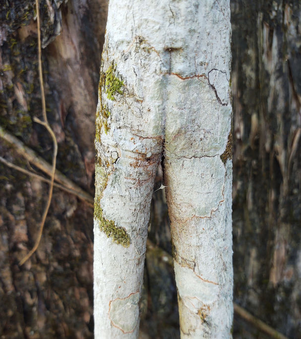 Does Not Identify image