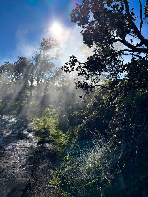 Morning at the Steam Vents Hawaii Volcanoes image