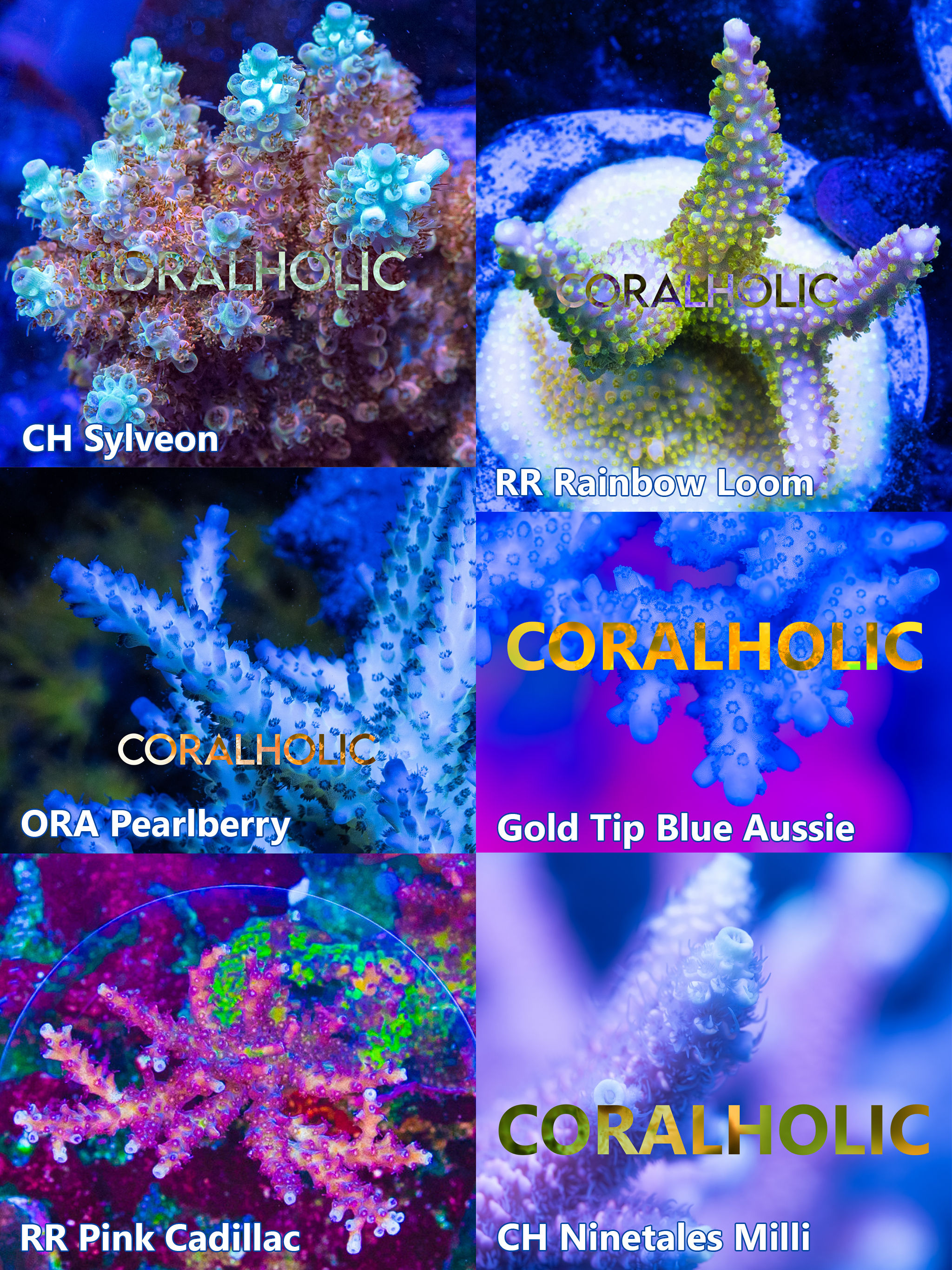 Intermediate Frag Pack