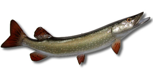 32" Northern Pike