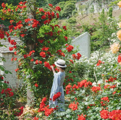 日本熱海人氣景點！4,000朵玫瑰盛開絕靚打卡勝地~