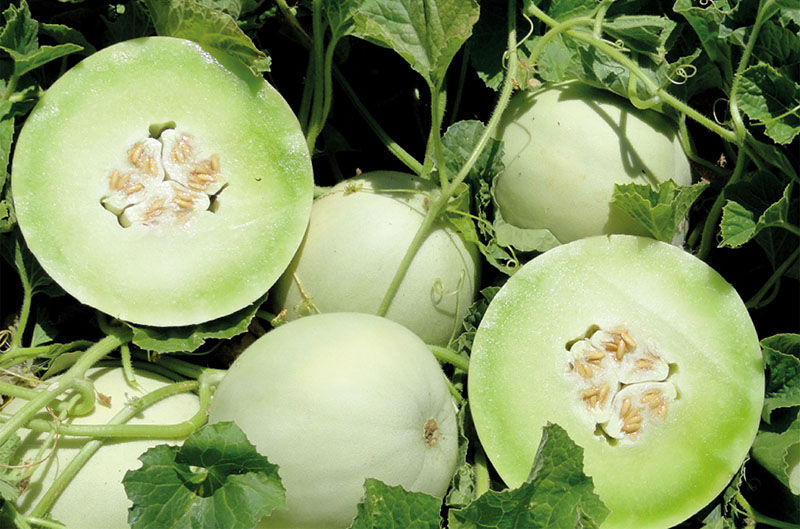 1 Plantin Melón  tuna