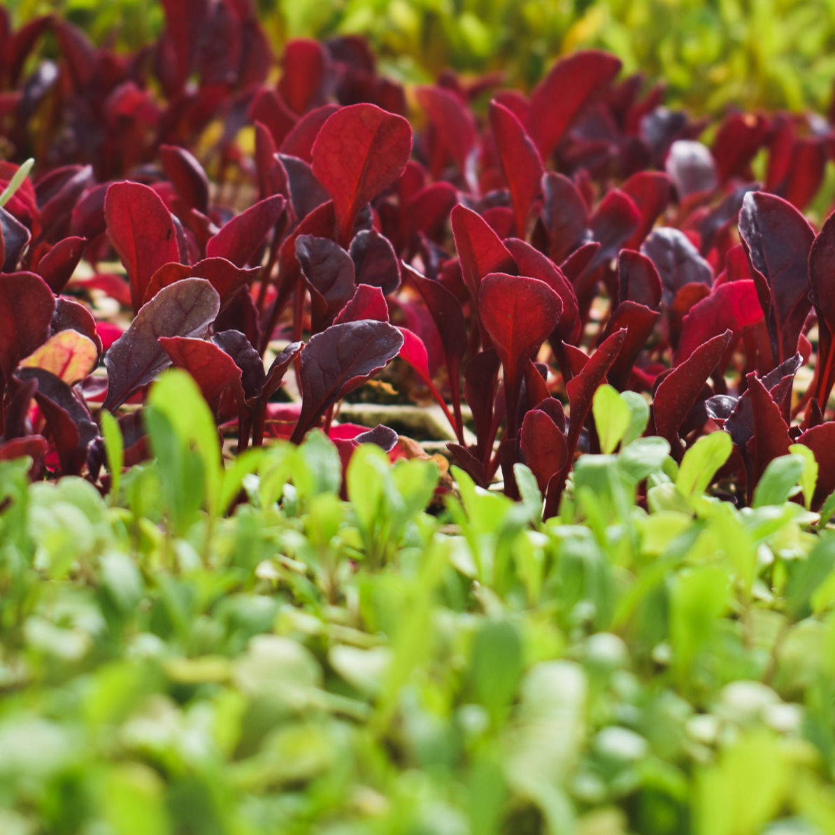 3 Plantines Acelga Mix