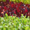 Miniatura: 3 Plantines Acelga Mix