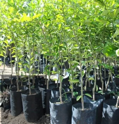 Miniatura: 1 Árbol Limonero - eureka