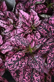 Miniatura: 1 Plantin de Hypoestes Pink  (Planta de INTERIOR)