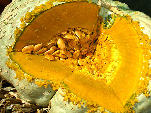 1 Plantin Zapallo Camote Gigante
