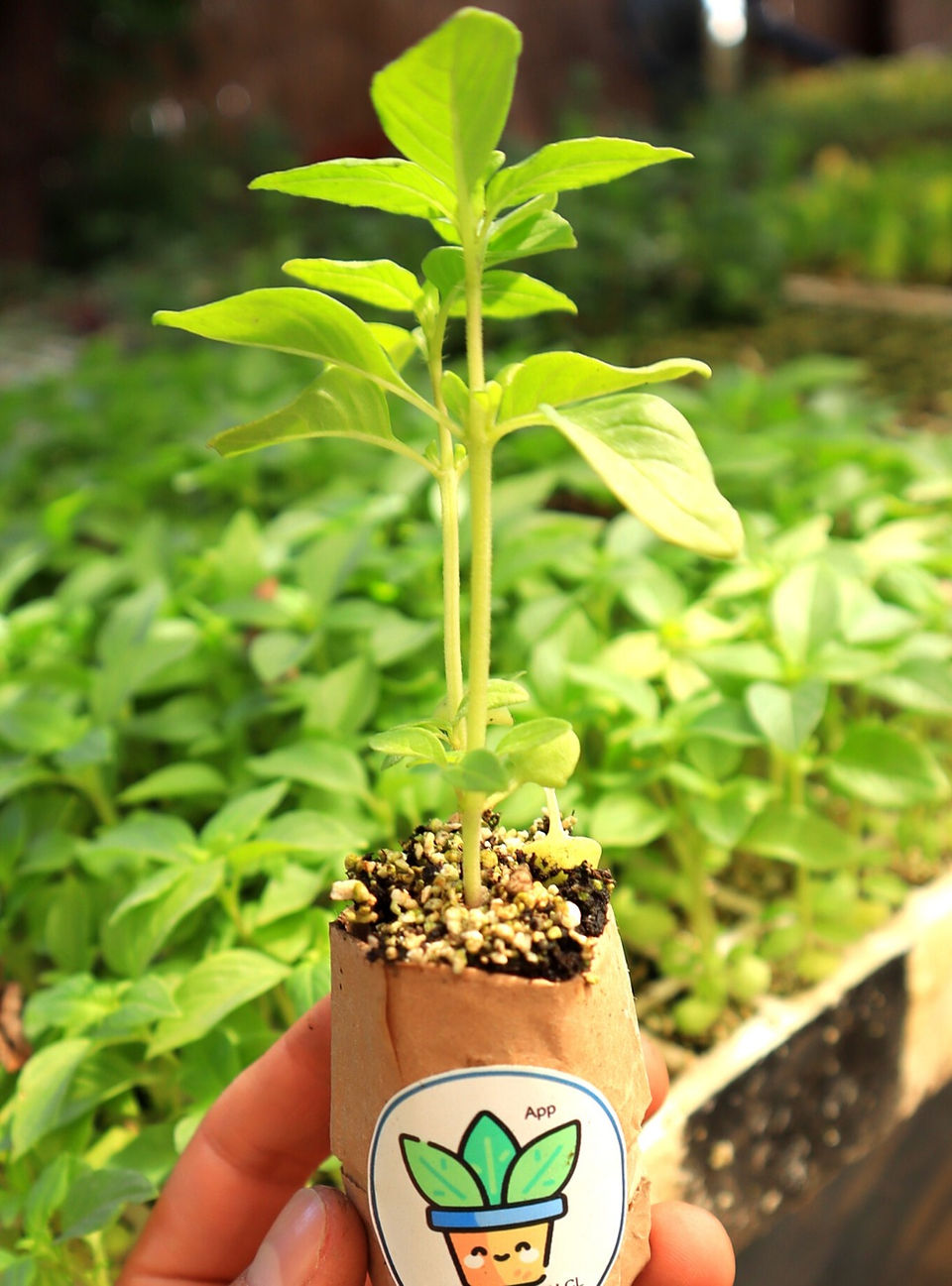 albahaca 2