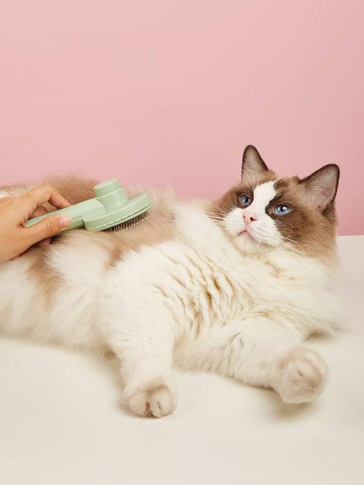 Cat grooming inspiration