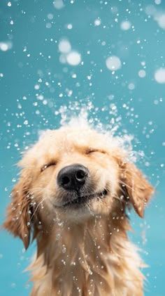 Happy dog enjoying bath time