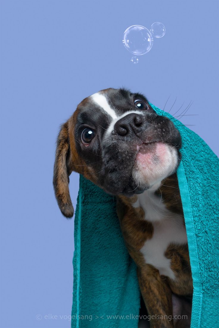 Dog grooming inspiration