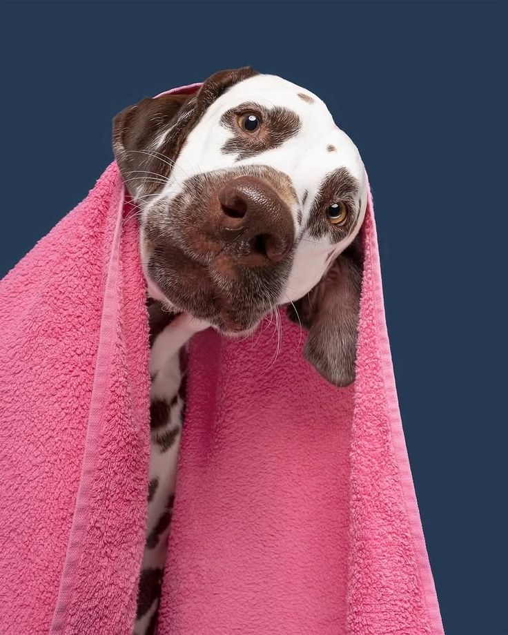 Dog grooming inspiration