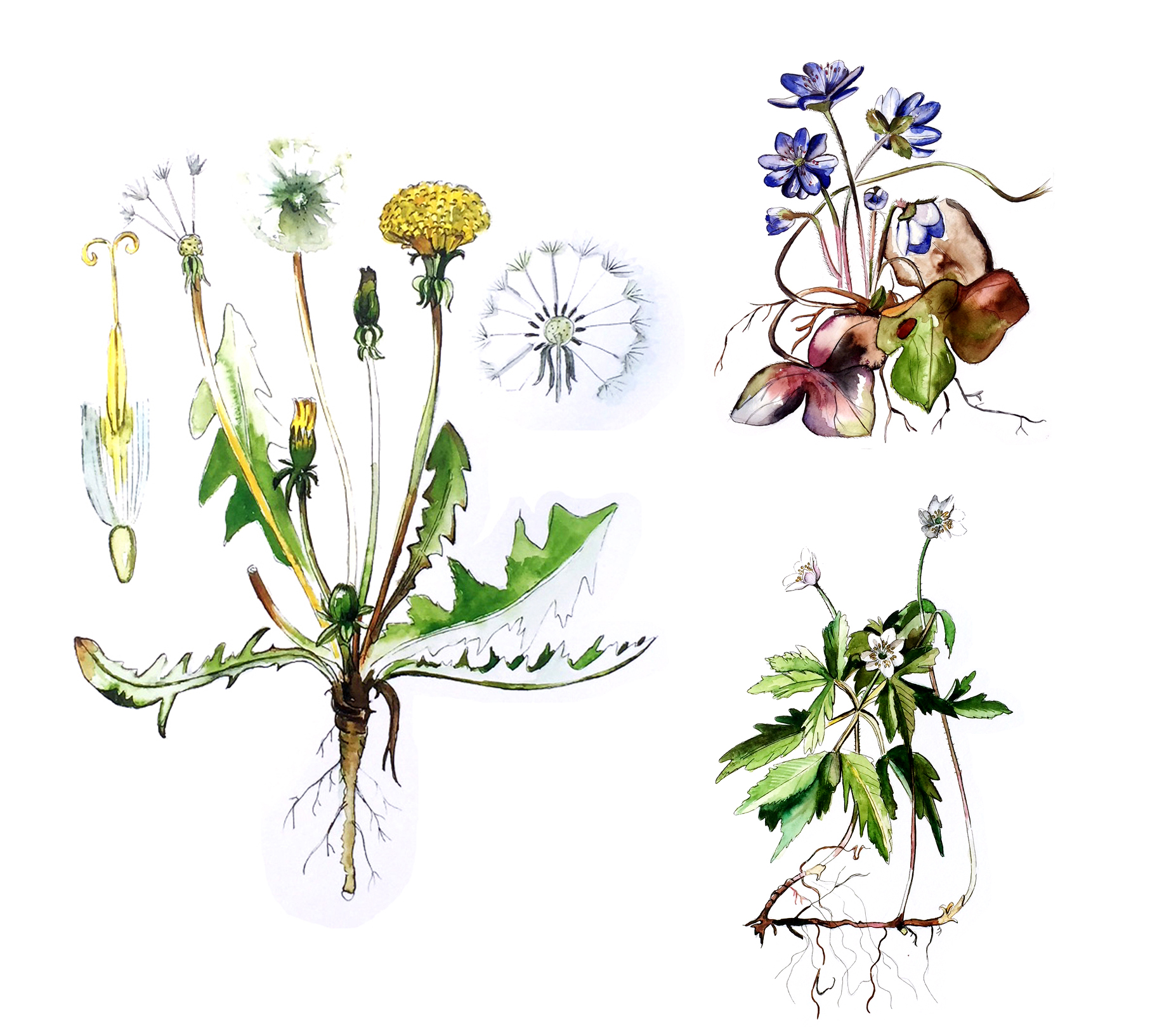 BOTANISK