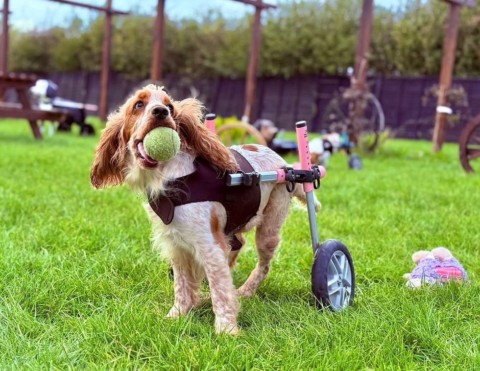 WhatsApp Image 2026-03-11 at 09.52.18 (6).jpeg