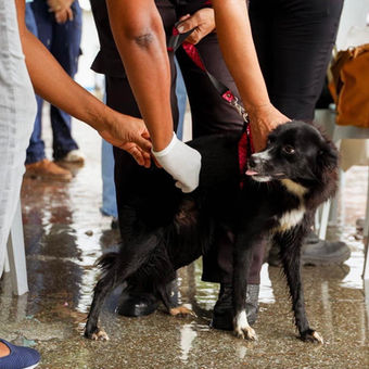 Candeias: Campanha de vacinação antirrábica para cães e gatos continua. Confira a programação: