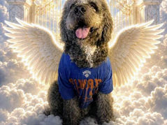 Jameso The doodle