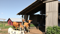 Core Priorities for Alabama Agriculture: A Candidate’s Perspective
