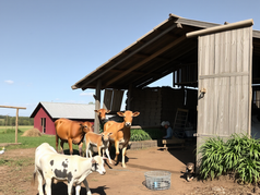 Core Priorities for Alabama Agriculture: A Candidate’s Perspective
