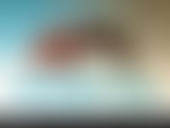 Aren't rhinos an endangered species?