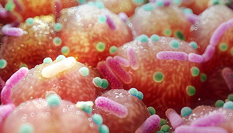 Bacteria-on-the-intestinal-epithelium-surface-illustration.jpg