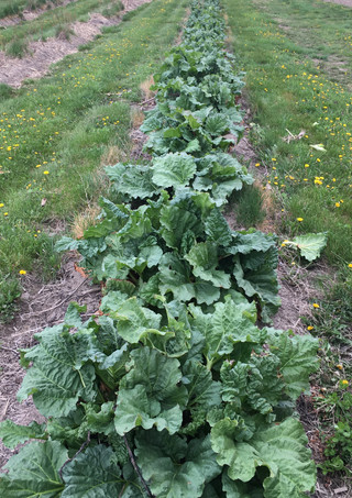 Rhubarb