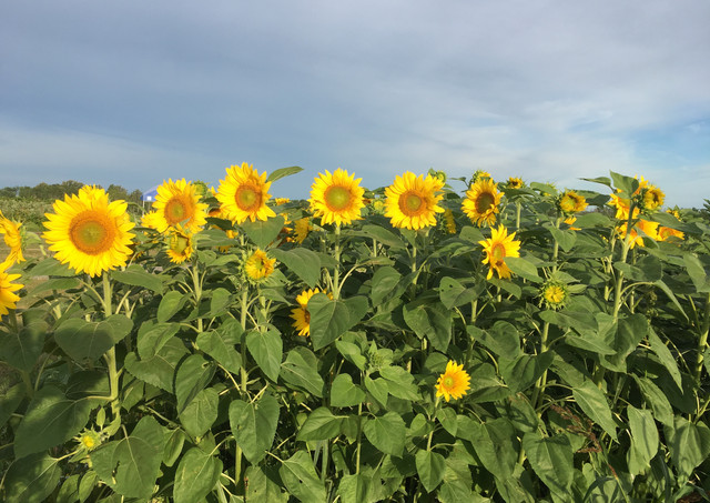 Sunflower Field
