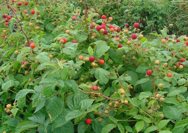 Raspberries