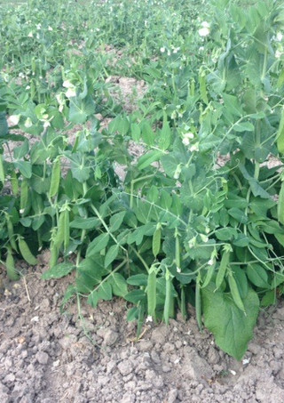 P.Y.O peas