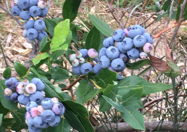 Blueberries