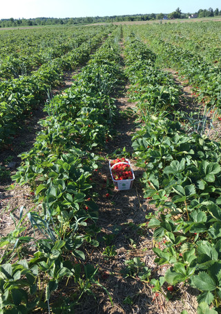 Strawberry picking