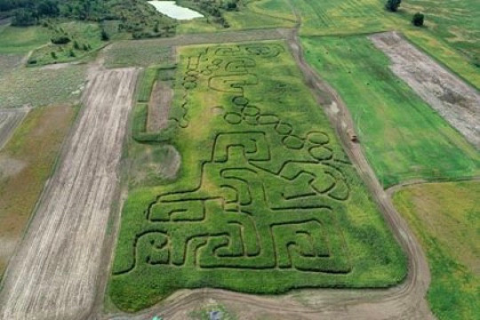 Ariel view of corn maze.
