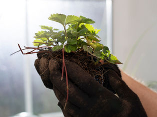 What Is in Rooting Powder That Encourages Root Growth?