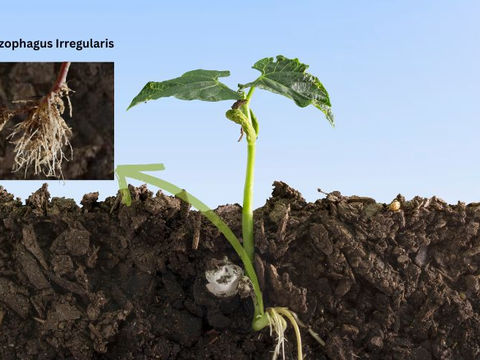Rhizophagus Irregularis: The Microbe That Feeds Your Plants for Free!