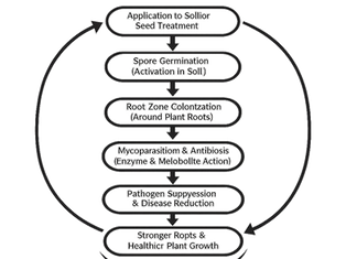 What Are the Key Characteristics of Trichoderma Harzianum