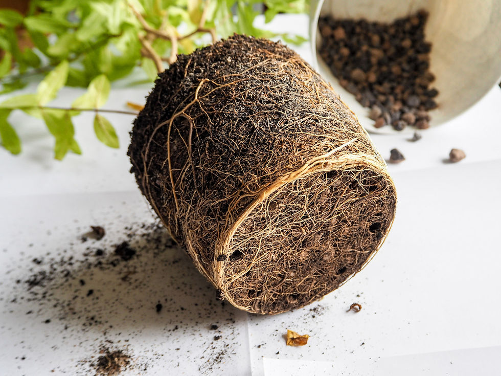 Natural Root Booster for Plants