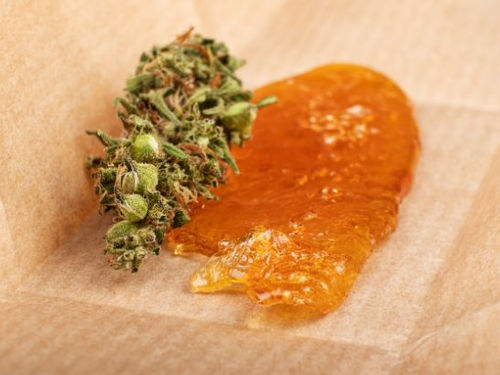 Optimierung der Cannabis-Ernte: Maximierung von THC-Gehalt und Geschmack