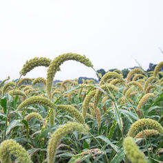 The Effect of Glomus intraradices on Crops