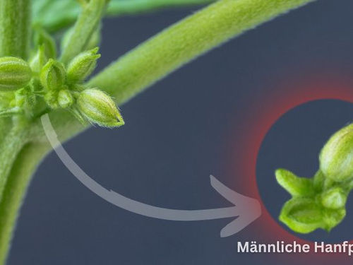 Männliche Hanfpflanzen: Alles, was Sie noch nie über sie wussten
