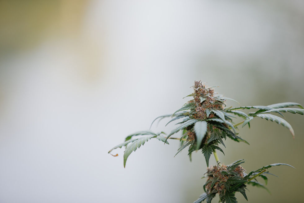 Mehltau auf Cannabispflanzen – Wie vorbeugen?