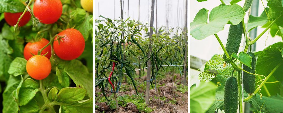 Vegetable Crops (Tomato, Chili, Cucumber, Brinjal)