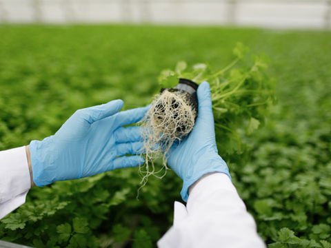 What are Nitrogen-Fixing Bacteria and How Do They Benefit Plants?