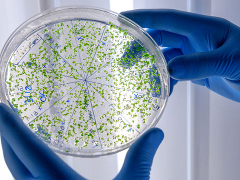 Isolation and Characterization of an Azotobacter Vinelandii