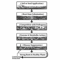 Top 10 Benefits of Trichoderma Fungi for Gardeners and Farmers